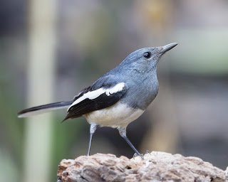 Kacer - Oriental Magpie-Robin (Copsychus saularis)5